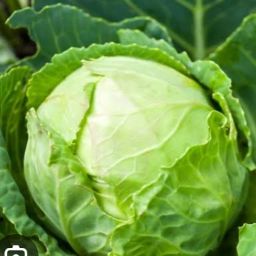 Cabbage 🥬