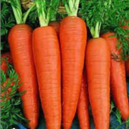 Carrot 🥕