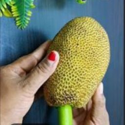 Jackfruit कटहल