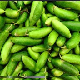 Lvy gourd कुंदरू