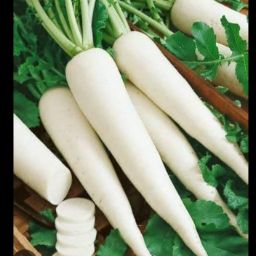 Radish