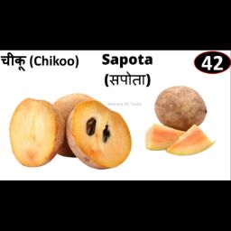 Sapota