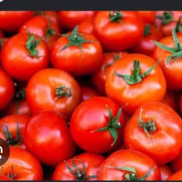Tomato 🍅