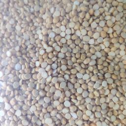 Chana daal