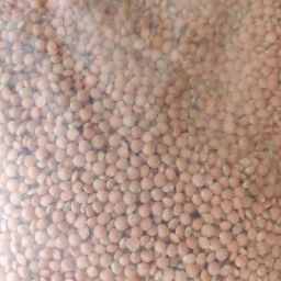 Massor daal