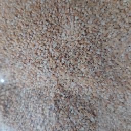 Wheat daliya