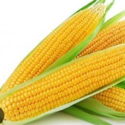 Sweet corn