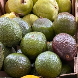 AVOCADO (एवोकाडो)