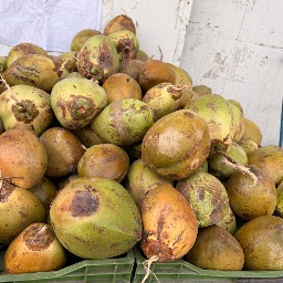 GREEN COCONUT