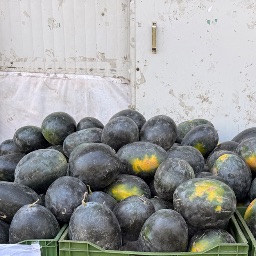 WATER MELON