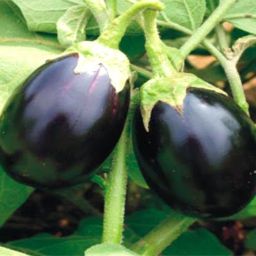 EGGPLANT