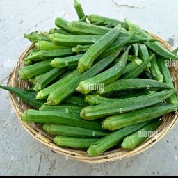 ladyfinger